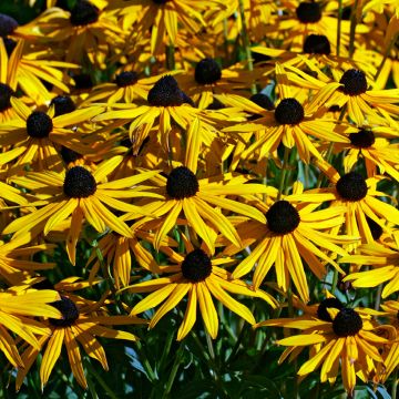 Rudbeckia Goldsturm 
