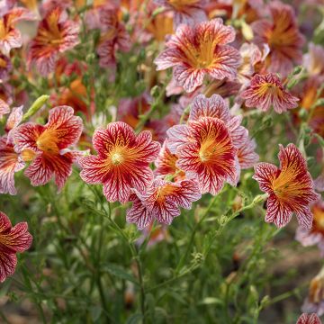 Salpiglossis sinuata Tora Red seeds - Painted Tongue
