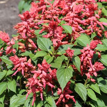 Salvia splendens Estella Coral seeds - Annual sage