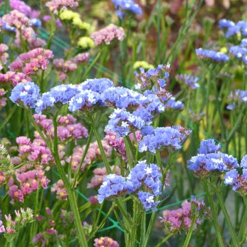 Limonium sinuatum Sky Blue seeds - Waved Sea Lavender