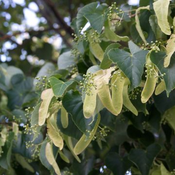Tilia cordata seeds - Small-leaved lime