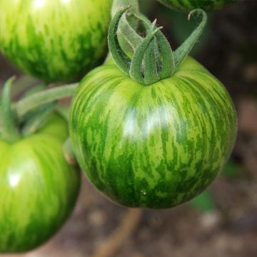 Tomato Green Zebra organic seeds