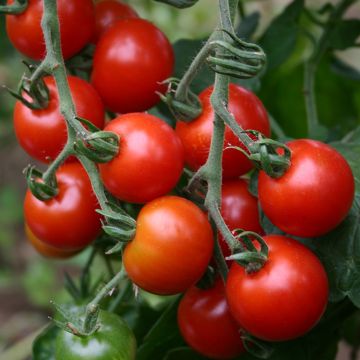 Tomato Zuckertraube - Cherry Tomato organic seeds