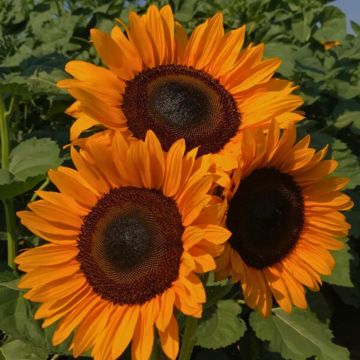 Sunflower Pro-Cut Orange DMR seeds - Helianthus annuus