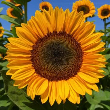 Sunflower Pro-Cut Orange Excel seeds - Helianthus annuus