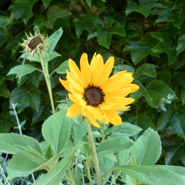 Sunflower Gold and Silver seeds - Helianthus argophyllus Sunflower Gold and Silver seeds - Helianthus argophyllus