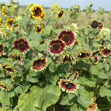 Sunflower Florenza seeds - Helianthus annuus