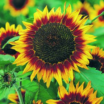 Helianthus annuus Floristan - Grand soleil, soleil des jardins, soleil commun, graine à perroquet, hélianthe.