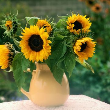 Sunflower Holiday seeds - Helianthus annuus Sunflower Holiday seeds - Helianthus annuus