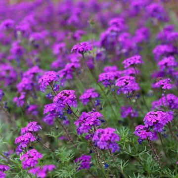 Verbena hybruda Imagination seeds