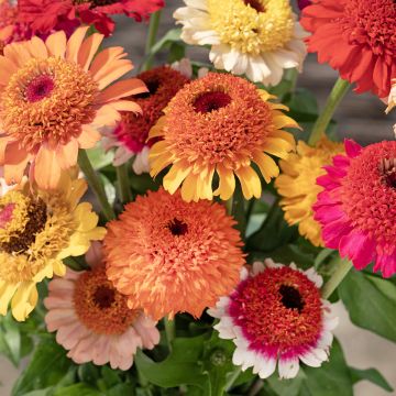 Zinnia elegans Crestar! Mix seeds