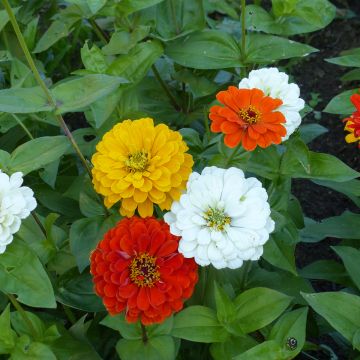 Zinnia elegans Citro Mix seeds Zinnia elegans Citro Mix seeds