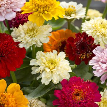 Zinnia elegans Cresto Citrus Mixture seeds Zinnia elegans Cresto Citrus Mixture seeds