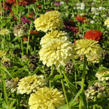 Zinnia elegans Isabellina seeds