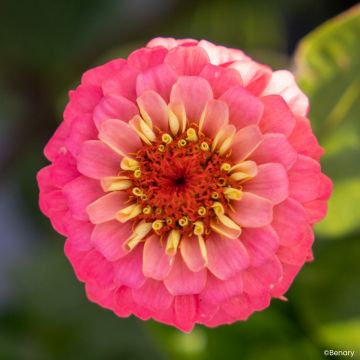 Zinnia elegans Lilliput Oklahoma Salmon seeds 