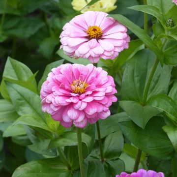 Zinnia elegans Luminosa seeds Zinnia elegans Luminosa seeds