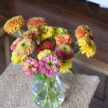Zinnia x elegans Queen Lime Bicolors Mix - Zinnia à fleurs de dahlia Queen Lime Bicolors Mix, Zinnia élégant, Zinnia commun, Zinnia des jardins Zinnia x elegans Queen Lime Bicolors Mix - Zinnia à fleurs de dahlia Queen Lime Bicolors Mix, Zinnia élégant, Zinnia commun, Zinnia des jardins
