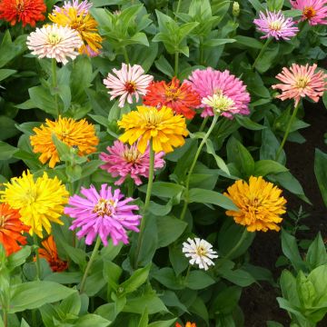 Zinnia à fleur de Chrysanthème - Zinnia elegans Chrysanthemum Mix Zinnia à fleur de Chrysanthème - Zinnia elegans Chrysanthemum Mix