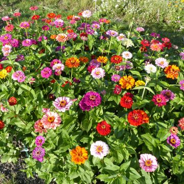 Zinnia à fleur de Dahlia en mélange - Zinnia elegans Zinnia à fleur de Dahlia en mélange - Zinnia elegans