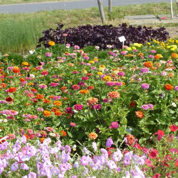 Zinnia elegans Pepito Extra Mix seeds - Dwarf zinnia Zinnia elegans Pepito Extra Mix seeds - Dwarf zinnia