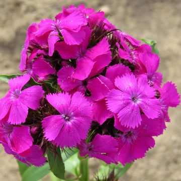 Sweet William Etournelle Lilac seeds - Dianthus barbatus Sweet William Etournelle Lilac seeds - Dianthus barbatus