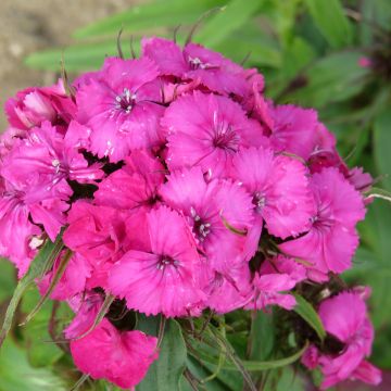 Sweet William Etournelle Rose seeds - Dianthus barbatus Sweet William Etournelle Rose seeds - Dianthus barbatus