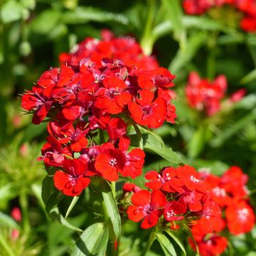 Sweet William Etournelle Scarlet seeds - Dianthus barbatus Sweet William Etournelle Scarlet seeds - Dianthus barbatus