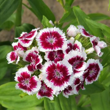 Sweet William Etournelle White with Eye seeds - Dianthus barbatus Sweet William Etournelle White with Eye seeds - Dianthus barbatus