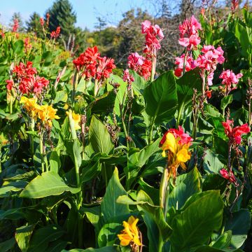 Canna indica T&M Hybrids Seeds