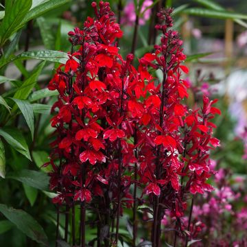 Lobelia speciosa Fan Scarlet (coated seeds)