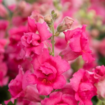Antirrhinum majus Sweet Duet Rose Shades - Muflier des Jardins, Muflier à grandes fleurs, Gueule de loup