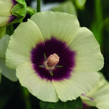 Alcea rosea Halo Cream - Hollyhock