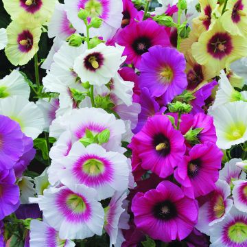 Alcea rosea Halo Mixed - Hollyhock