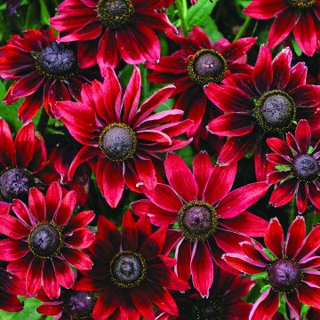 Rudbeckia hirta Cherry Brandy Seeds