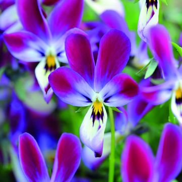 Viola x wittrockiana Bunny Ears - Pansy