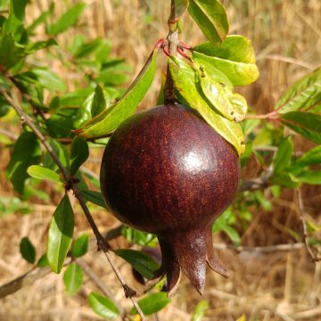 Punica granatum Asmar - Pomegranate