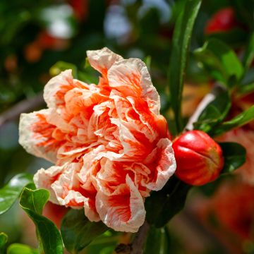 Punica granatum California Sunset - Pomegranate Punica granatum California Sunset - Pomegranate