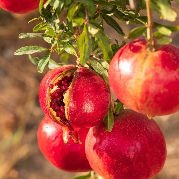Punica granatum - Pomegranate