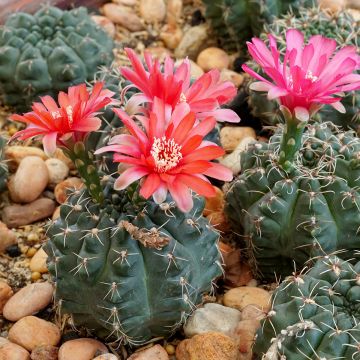 Gymnocalycium baldianum - Dwarf chin cactus