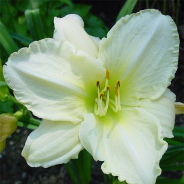 Hemerocallis Lime Frost - Daylily