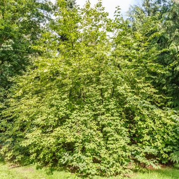 Halesia carolina var. monticola Halesia carolina var. monticola