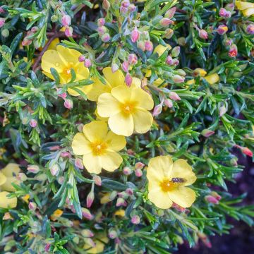 Halimium April Sun - Faux-ciste jaune. Halimium April Sun - Faux-ciste jaune.