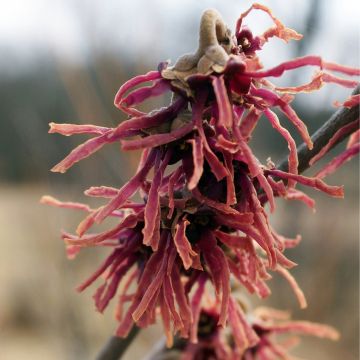 Hamamelis vernalis Washington Park - Witch Hazel