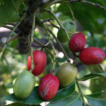 Harpephyllum caffrum Harpephyllum caffrum