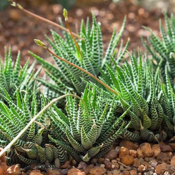Haworthia fasciata 'Big Band' - Plante zèbre Big Band