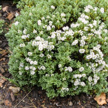 Hebe topiaria - Topiarist's hebe