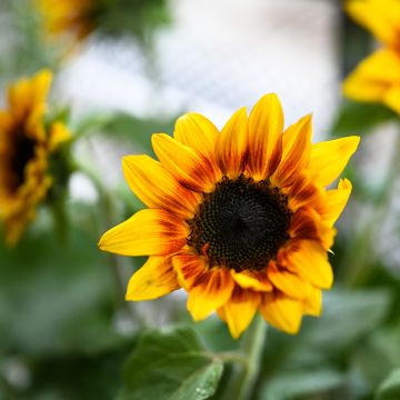 Sunflower 'Helios Flame' F1 Seeds Sunflower 'Helios Flame' F1 Seeds