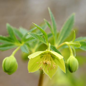 Helleborus multifidus subsp. hercegovinus