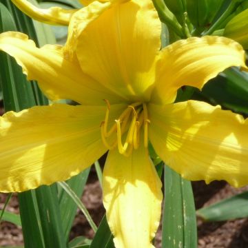 Hemerocallis Green Valley - Daylily