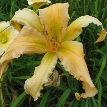 Hemerocallis Jans Twister - Daylily